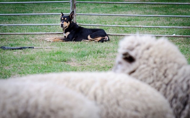 Dog and sheep