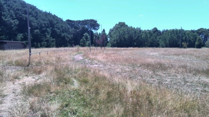 Two trotters keep  some of the grass short.