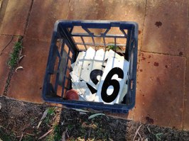 christchurchsmallnos